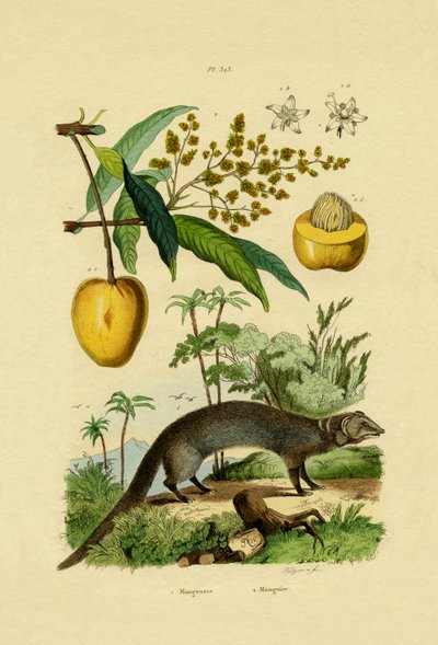 Mangosta de French School